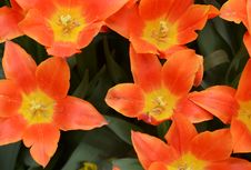 Blown Tulips Royalty Free Stock Photos