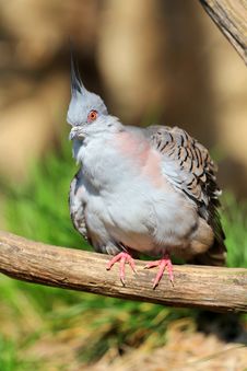 Crested Pigeon Royalty Free Stock Images