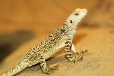 Agama Stock Photos Agama Stock Photos