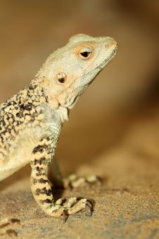 Agama Stock Photos Agama Stock Photos