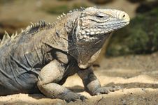 Iguana Stock Photos