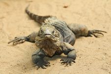 Iguana Stock Photography