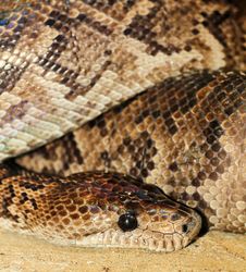 Python Stock Photo Python Stock Photo