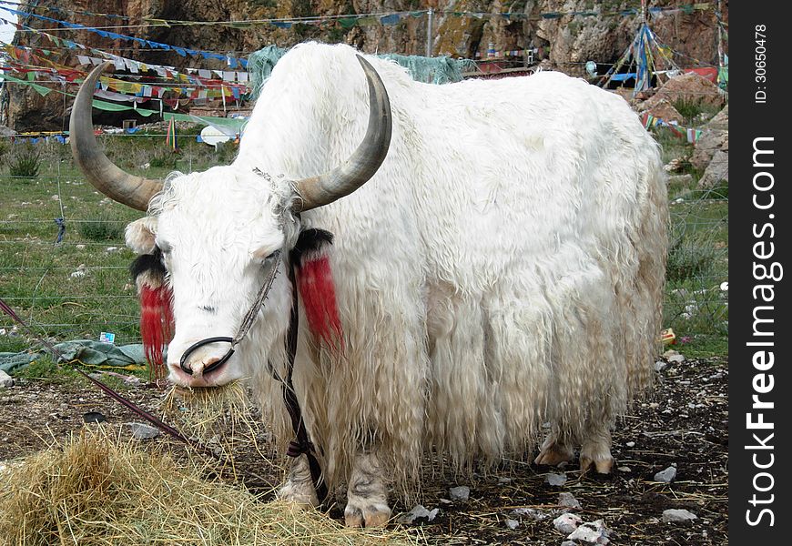 Beautiful white yak in Tibet