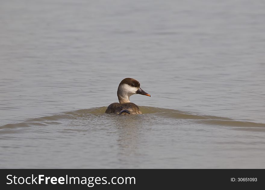 Red-crested Pochard &x28;Netta Rufina&x29;