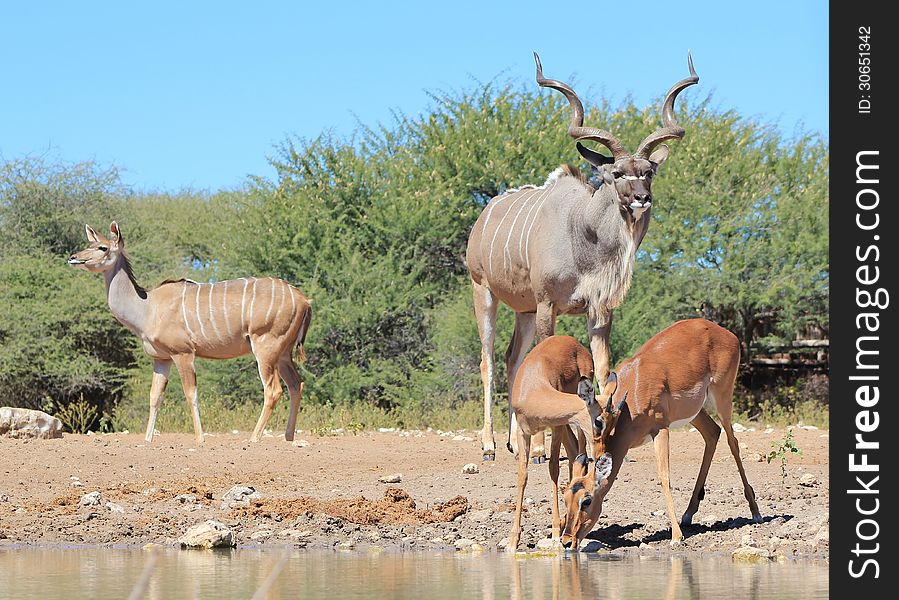 A Kudu bull and cow share a watering hole with a mother Impala and her young ram. Photo taken in Namibia, Africa. A Kudu bull and cow share a watering hole with a mother Impala and her young ram. Photo taken in Namibia, Africa.