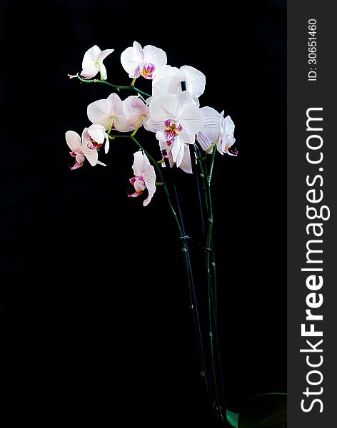 White orchid phalaenopsis on a black background