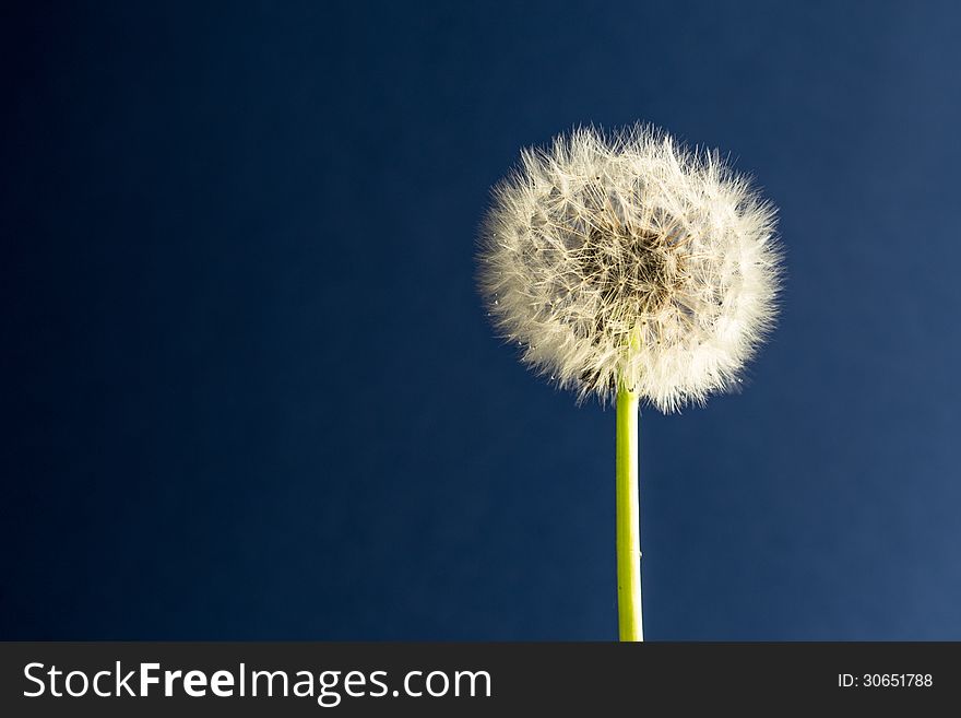 Taraxacum officinale ready to blow