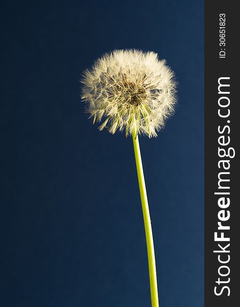 Taraxacum officinale ready to blow