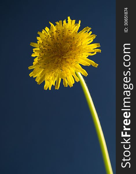 Taraxacum officinale in blue background