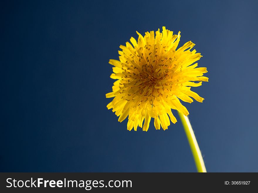 Taraxacum officinale over blue background