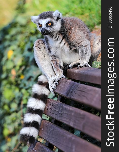 Portrait of lemur catta zoo