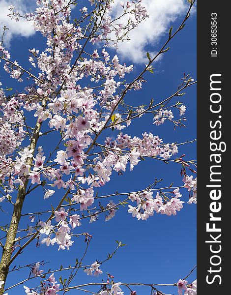 Spring sherry blossoms on the blue sky background