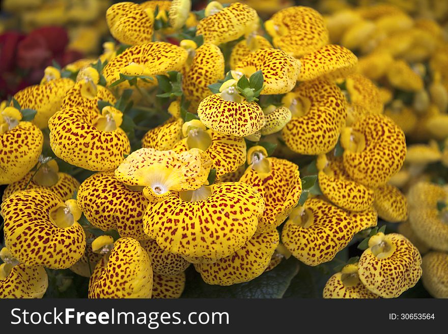 Yellow calceolaria flowers close-up.