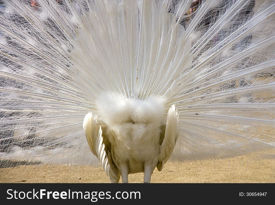 Peacock with outstretched plumage seen from behind. Peacock with outstretched plumage seen from behind