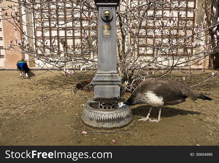 Peacock drinking from the fountain. Peacock drinking from the fountain