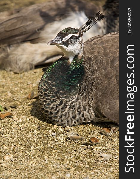 Peacock with closed eyes lying on sand