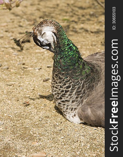 Head and neck peacock side for cleaning feathers. Head and neck peacock side for cleaning feathers