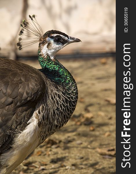 Portrait of the head and neck of the peacock