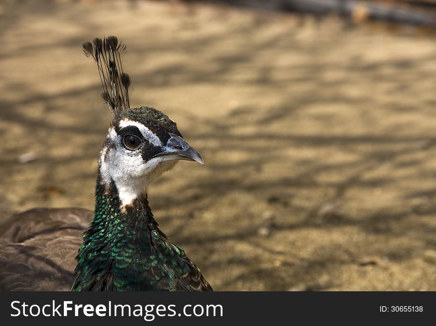 Detail of peacock head on brown background. Detail of peacock head on brown background