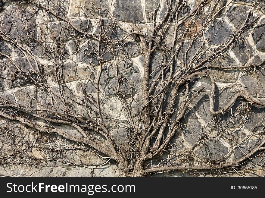 Roots on a stone wall. Roots on a stone wall