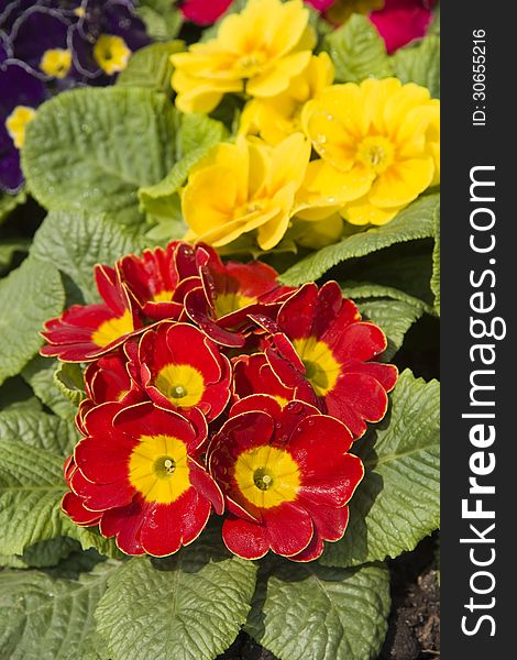 View of red yellow and blue blooming primroses