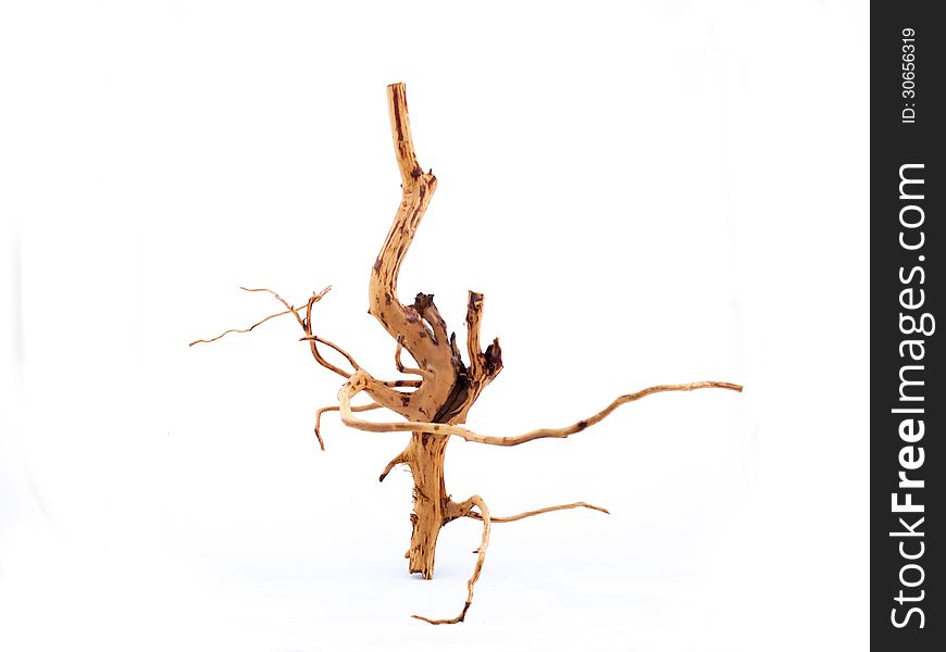 Dried branch on white background