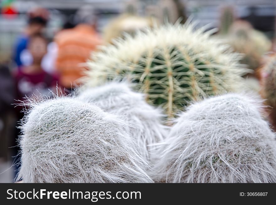 Close up of hairy cactus