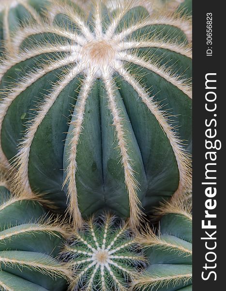 Close up of round shaped cactus