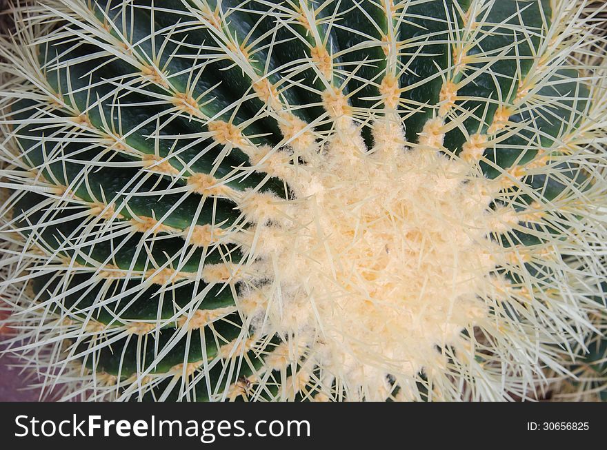Close up of round shaped cactus