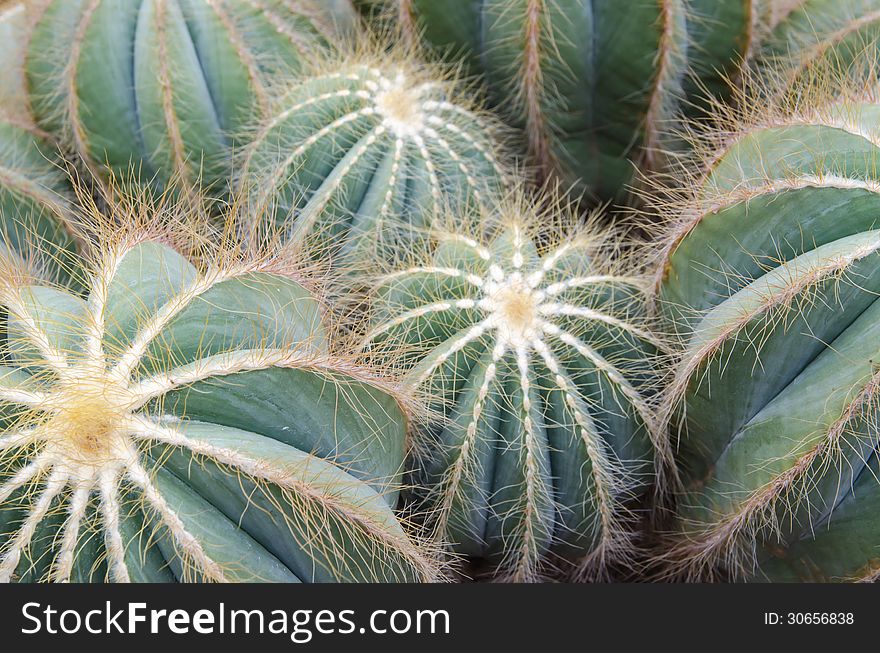 Close up of round shaped cactus