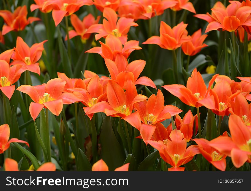 Blown orange tulips at park