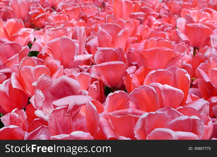 Many tulips petals at park