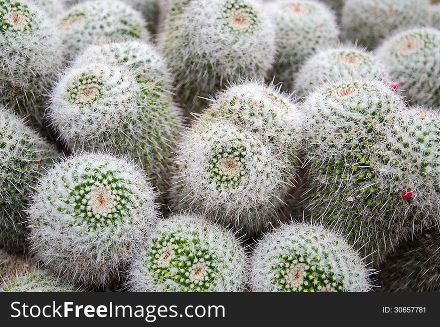 Close up of round shaped cactus