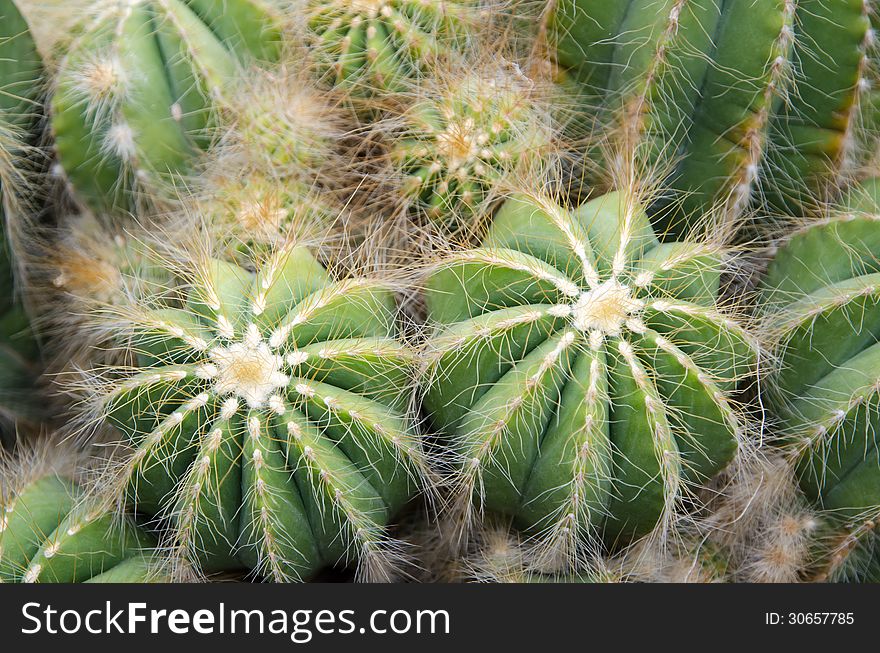 Close up of round shaped cactus