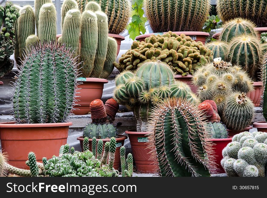 Assorted Cactus in pots in s flower farm