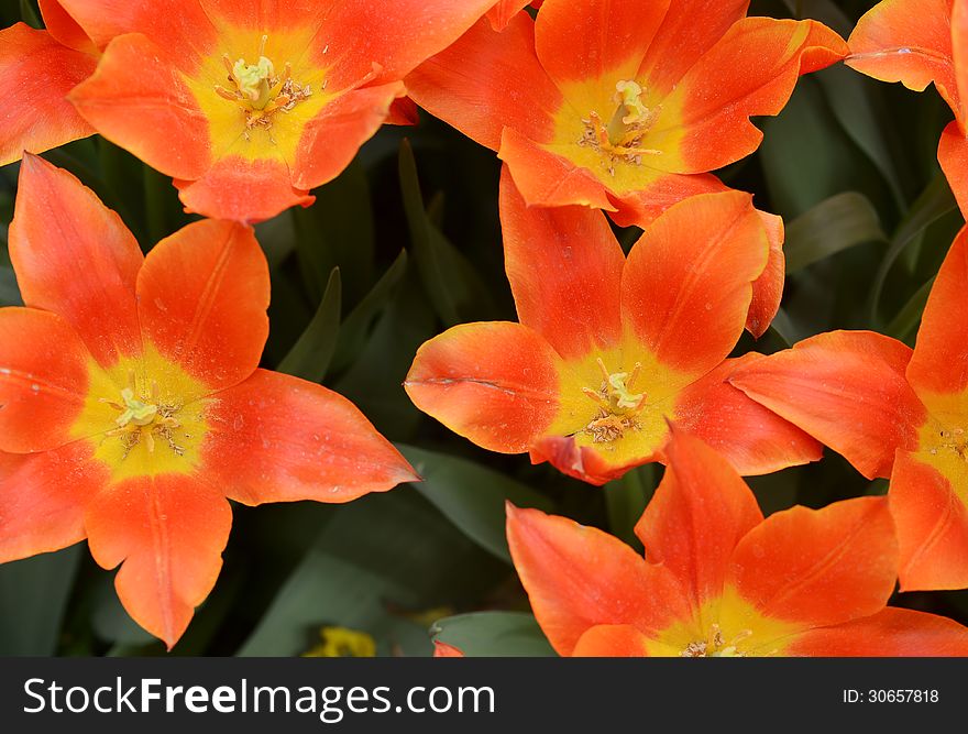 Close up of blown orange tulips. Close up of blown orange tulips