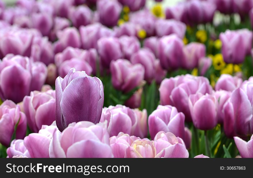 Close up of violet tulips at park