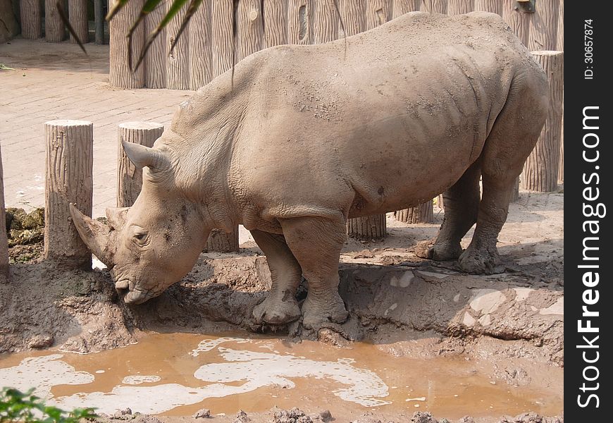 A rhinoceros in a pool. A rhinoceros in a pool