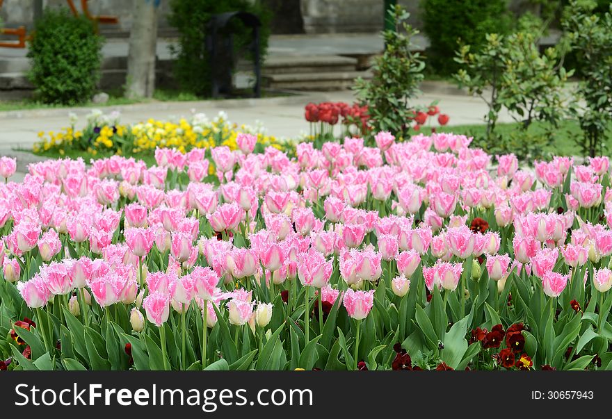 Fuzzy tulips at park, Tehran, Iran
