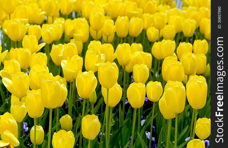 Many yellow tulips at park