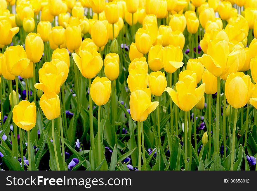 Many yellow tulips at park