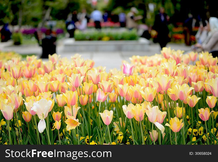 Tulips At Park