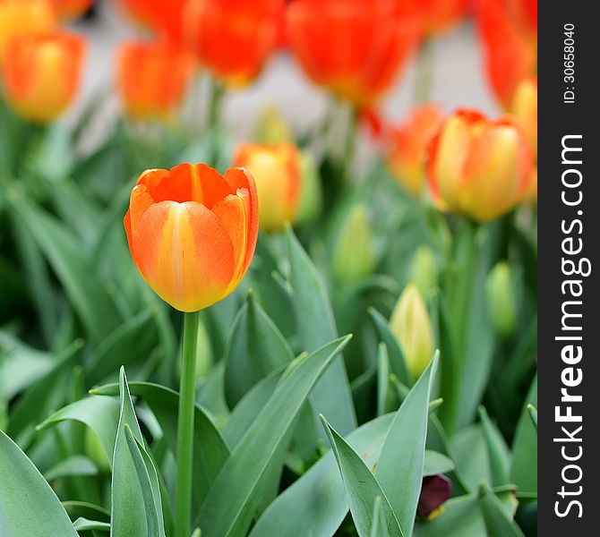 Close up of orange tulip