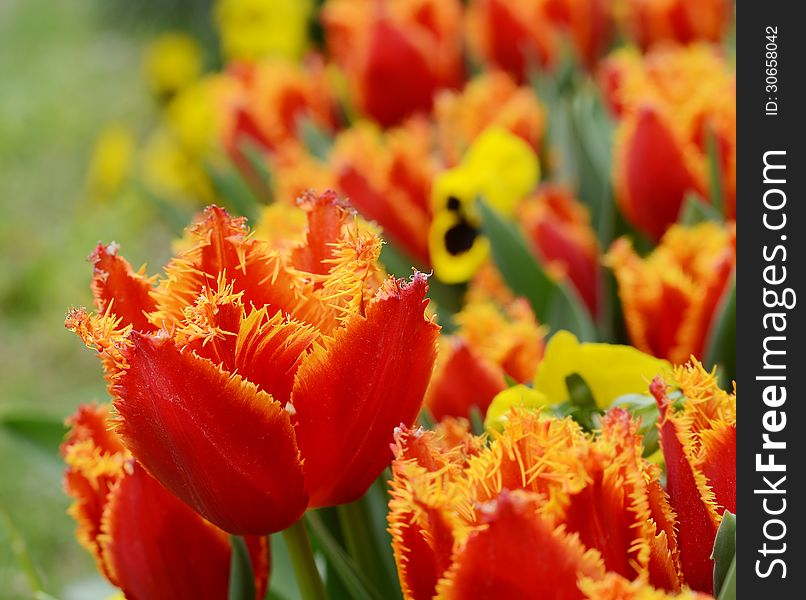 Close up of fuzzy davenport tulips