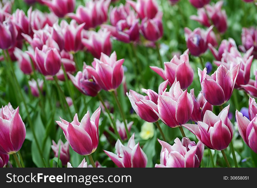 Many purple tulips at park