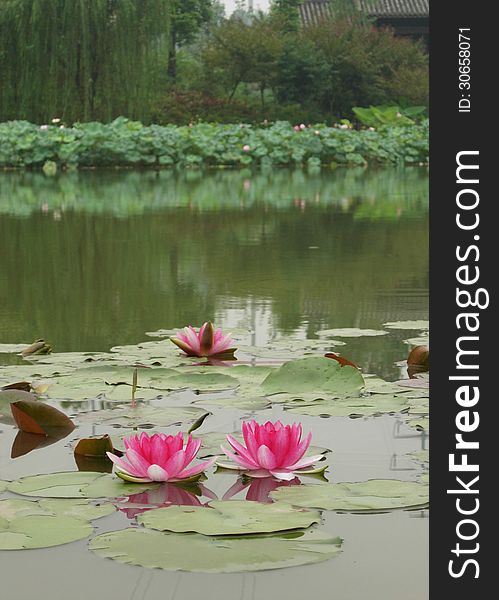 Pink Lotuses in the lake. Pink Lotuses in the lake