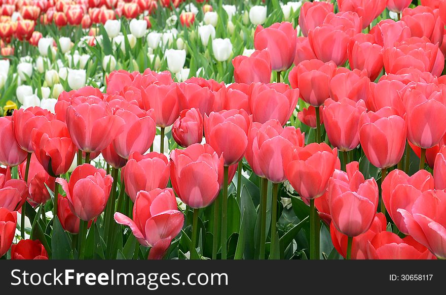 Close up of red tulips at park