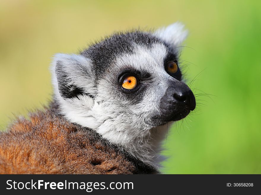 Portrait of lemur catta zoo