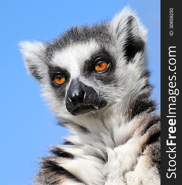 Portrait of lemur catta zoo